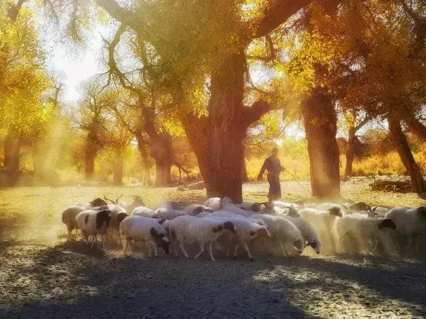 快来领奖，11月拍客大赛获奖名单公布