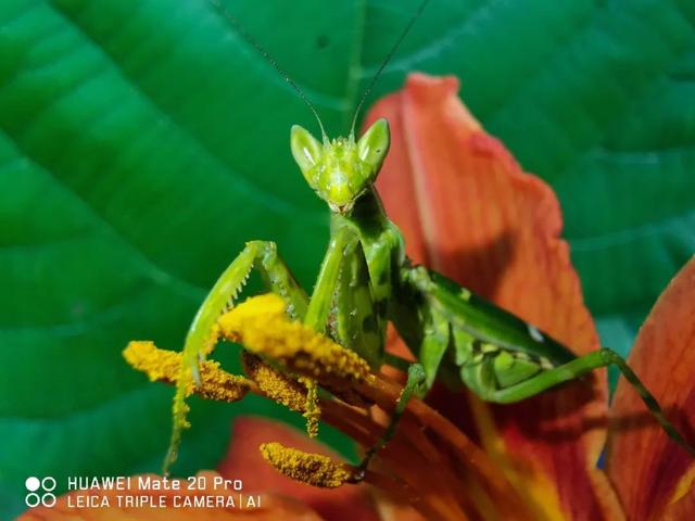 真香！华为昨晚带来了一大波Mate 20