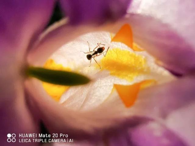 真香！华为昨晚带来了一大波Mate 20