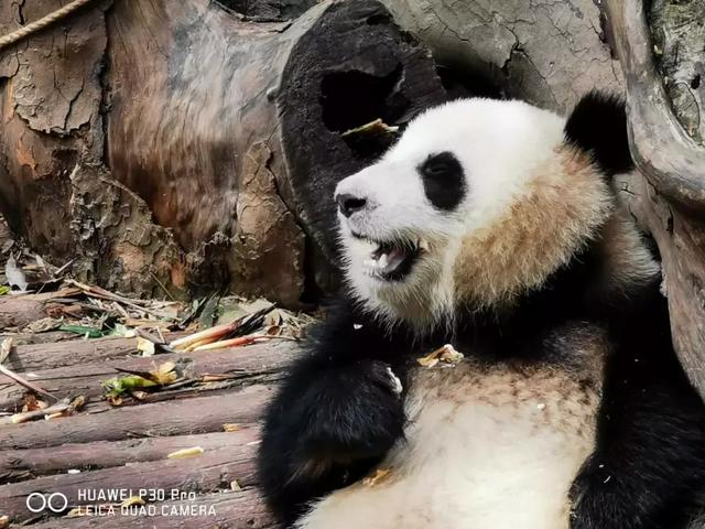 在成都，我们用华为P30 Pro拍摄了一张200米的巨幅夜景图