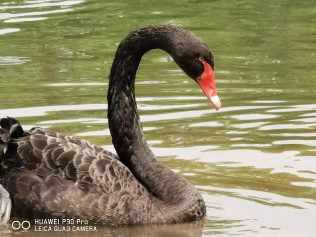 在成都，我们用华为P30 Pro拍摄了一张200米的巨幅夜景图