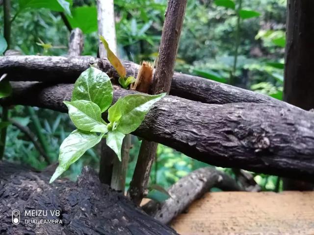 魅蓝系列被砍？但这就是“魅蓝7”啊！