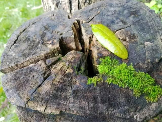 首发｜魅族Note8，千元机也可以是“水桶机”