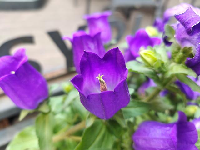 拥有4800万像素+超广角+超微距+超逆光的手机，拍照有多好玩？