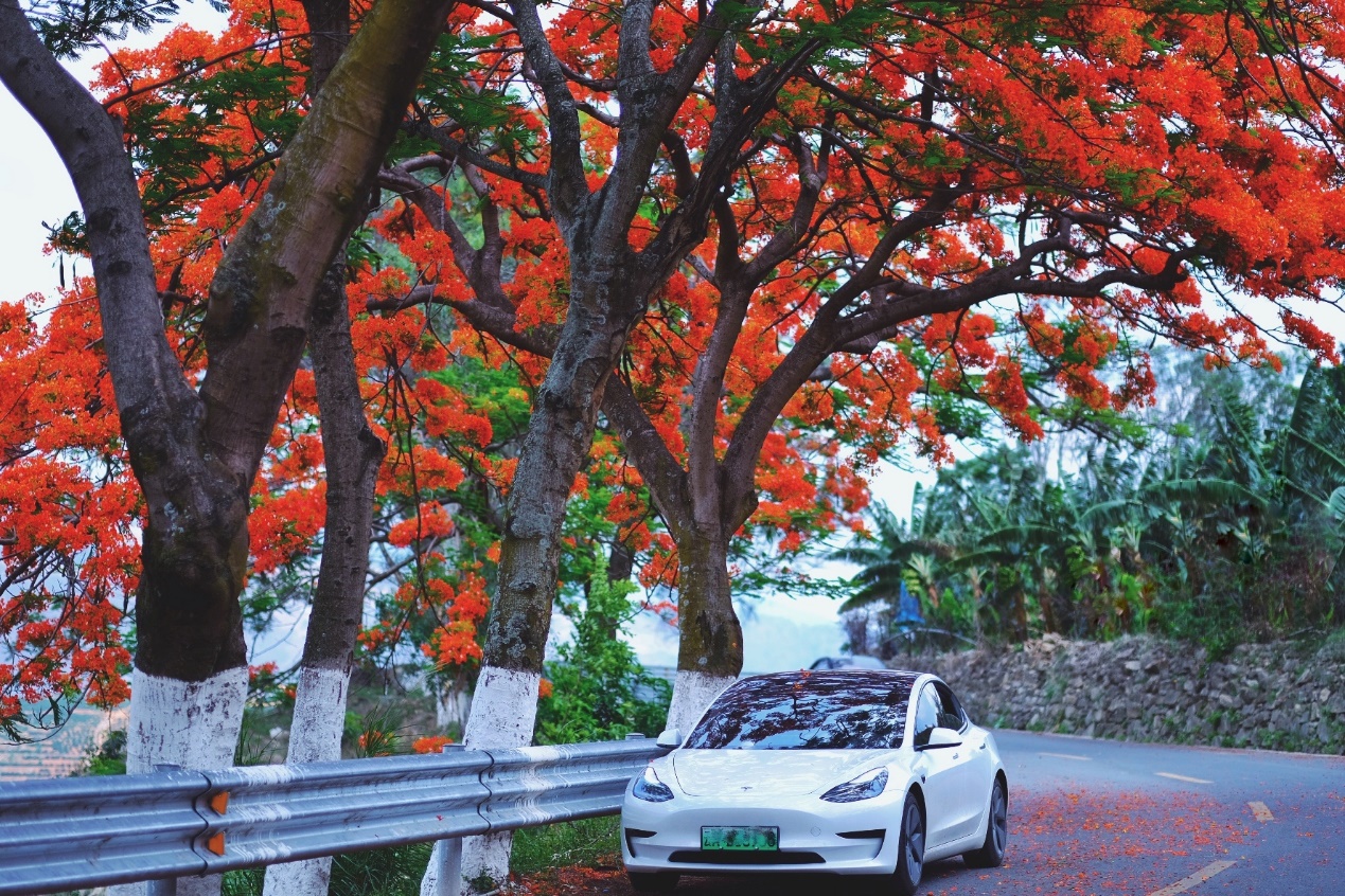 A car driving on a road with trees on either side of it

Description automatically generated with medium confidence